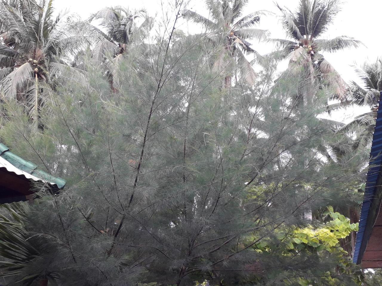 Jasmine Inn Nusa Penida Dış mekan fotoğraf